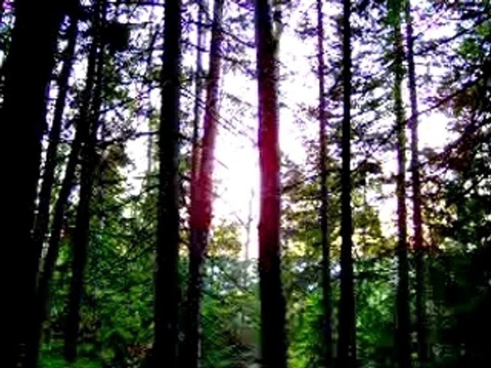 tant que les bucherons seront loin