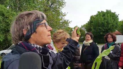 Anne Richard  tient de la " Picride" entre ses doigts