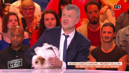 Abandons des animaux avant l'été : le président de la SPA s'exprime  !