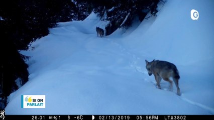 Skyrace, Loup en Belledonne, Village au parc Grégory Lemarchal - 15 MAI 2019