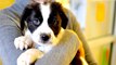 Find Your Forever Dog At Yavapai Humane Society