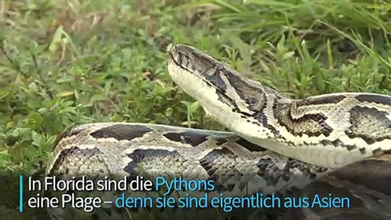 Florida zahlt kopfgeld für jeden toten python