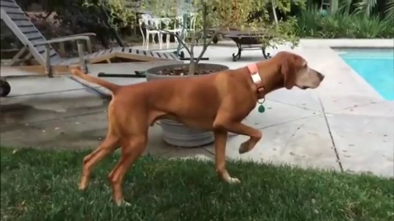 Ce chien a repéré quelquechose !