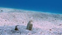 Moray Eels Interact on Ocean Floor