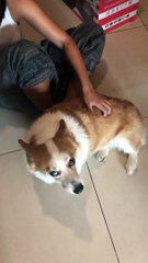 Logan Loves Getting Groomed