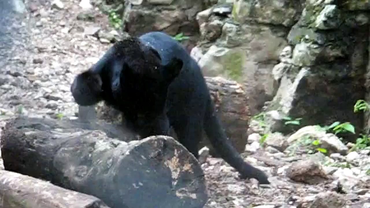 Black panther (Animal) - video Dailymotion