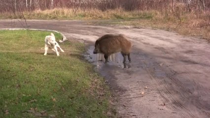 Un sanglier et un chien jouent ensemble... Tellement drôle