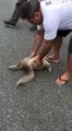 Un homme vient aider un paresseux à traverser la route... Moment adorable