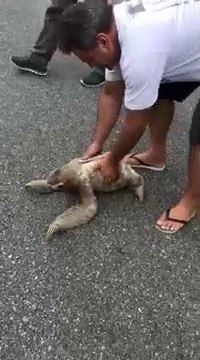 Un homme vient aider un paresseux à traverser la route... Moment adorable