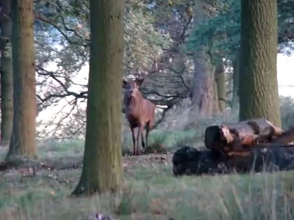Il croise le roi de la forêt... Magique