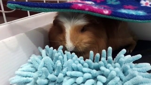 Quand un hamster a très sommeil, voici ce que ça donne !