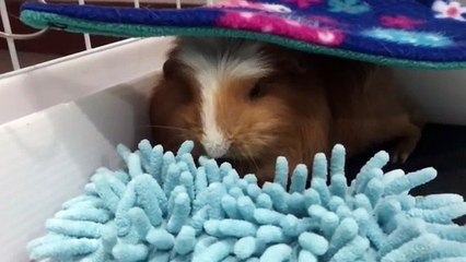 Quand un hamster a très sommeil, voici ce que ça donne !