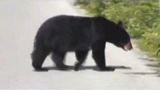 Black Bear (Ursus Americanus)