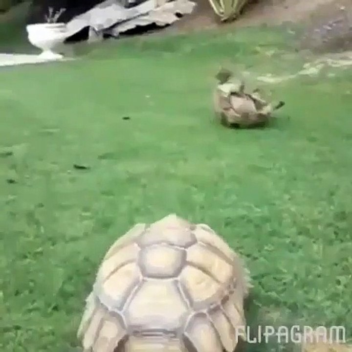 Quand une tortue part à la rescousse d'une autre tortue. Magnifique !