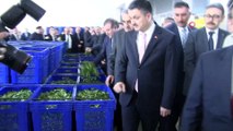 Bakan Pakdemirli Rize’de çay fabrikalarını gezdi