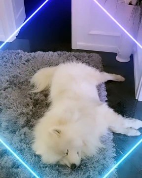 Admirez ce magnifique chien avec une belle fourrure. Splendide !