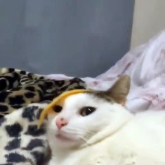 Ce chat a peur d'une tranche de fromage. A mourir de rire !