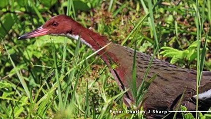 Ave extinta "renasce" em ilha no meio do Oceano Índico em um fenômeno raro