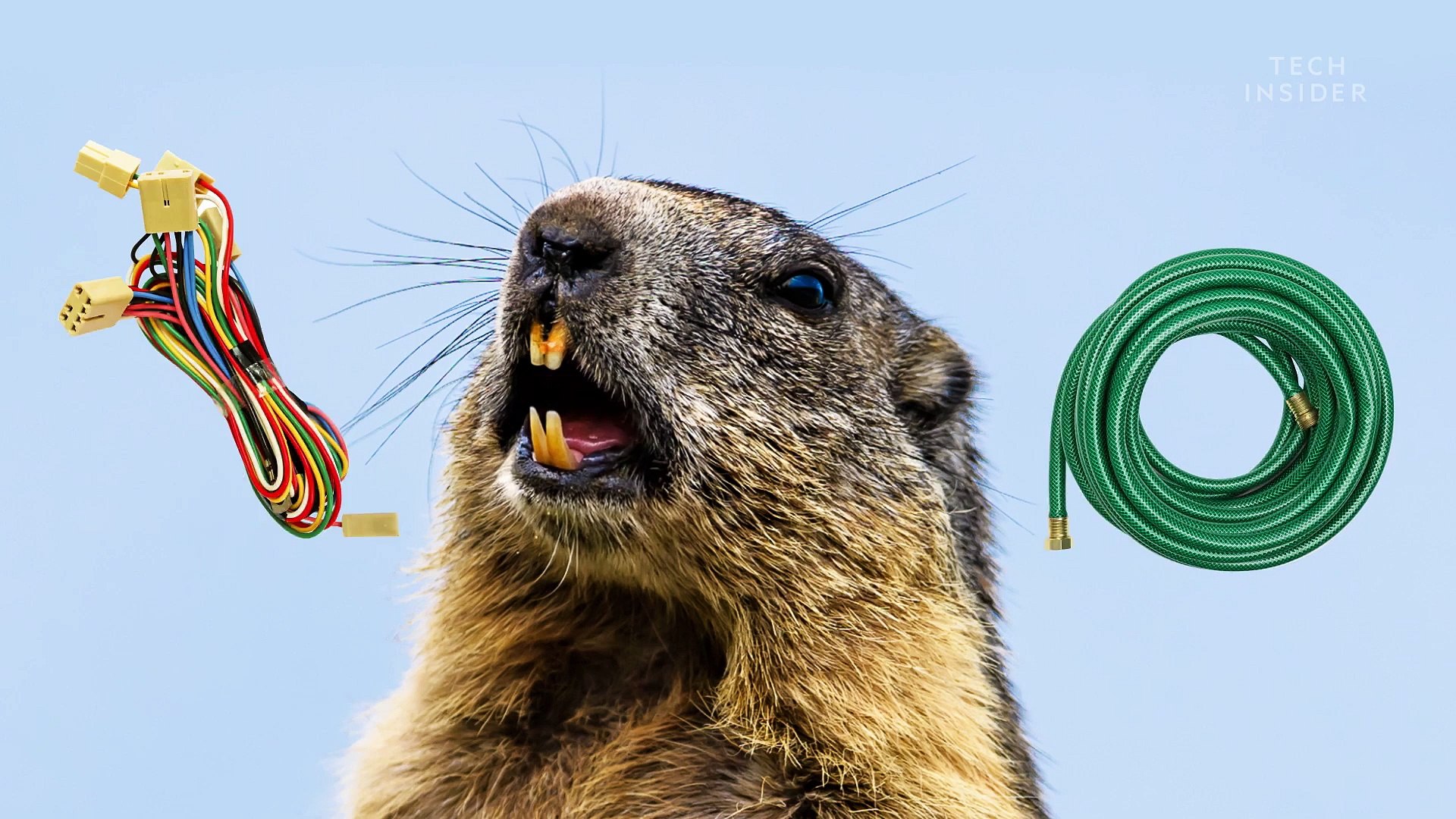 Why groundhogs are hard to get rid of