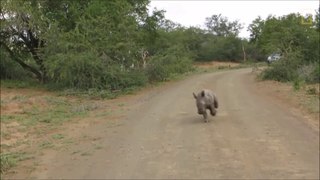 Baby Rhino Fight With Car