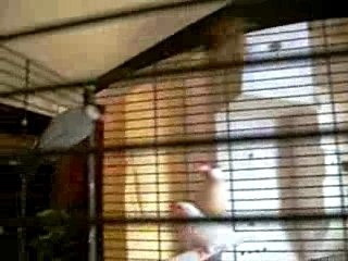 paddas, moineaux du japon et mandarins