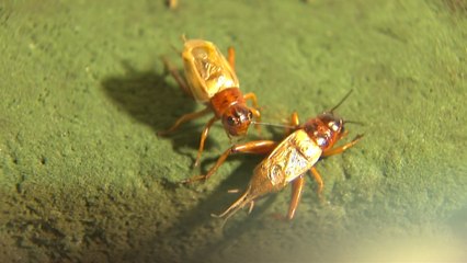 South Korean ‘bug bread’ uses crickets to offer alternative source of protein