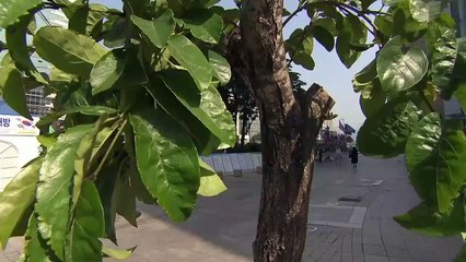 5월 16일 김진의 돌직구쇼 오프닝