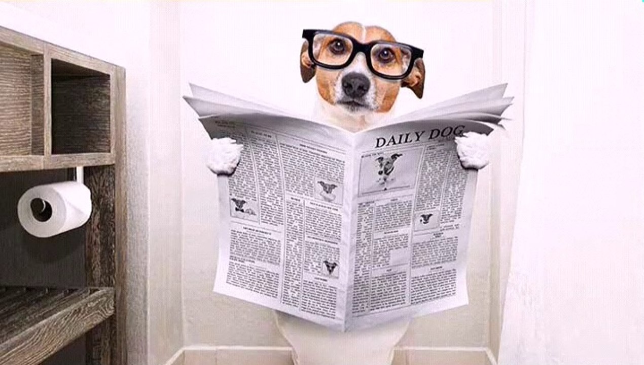 Cute dog using toilet