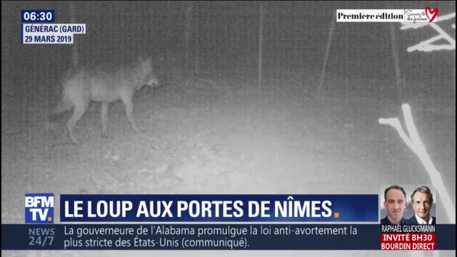 Un loup rôde aux alentours de Nîmes et s'attaque à nouveau à des troupeaux