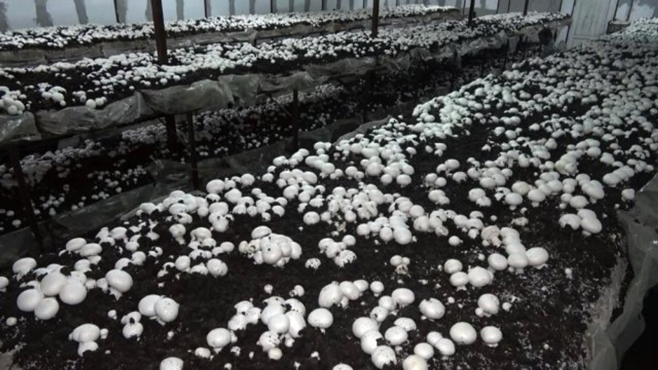 Yılda 220 Ton Üretip, Kilosunu 8 Liradan Satıyor