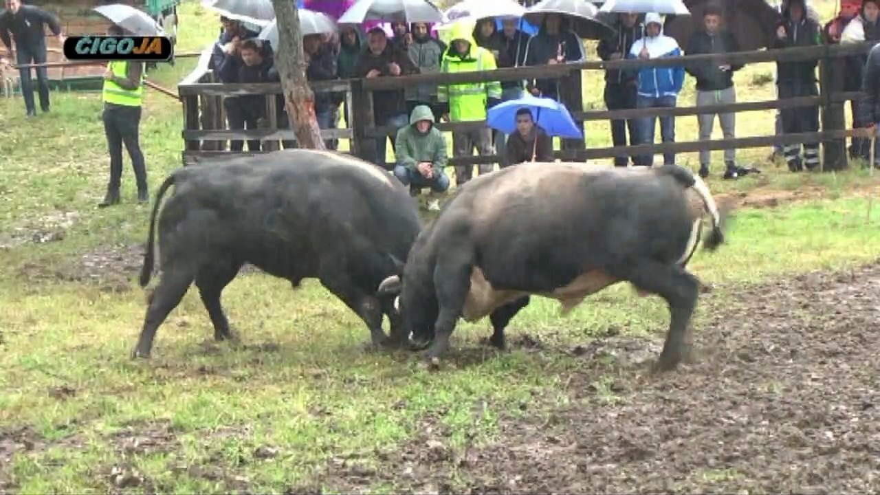 JELENKO ROTOR SESTANOVAC 2019 VITICI OPET POBIJEDILI