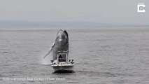 Une énorme baleine saute juste à côté d'un bateau de pêche