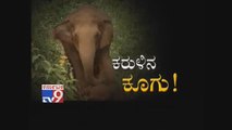 Karulina Koogu: Emotional Moment An Elephant Refuses to Leave Her Dead Baby Behind