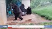Buzz : Plus de 8 millions de personnes ont déjà vu cette vidéo de gorilles exposés à la pluie, et leur réaction est... - Regardez