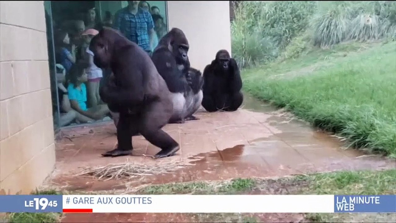 Buzz : Plus de 8 millions de personnes ont déjà vu cette vidéo de gorilles exposés à la pluie, et leur réaction est... - Regardez