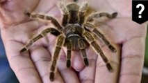 Demi hindari mertua, pria pelihara tarantula - TomoNews