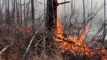 Sans frontières - Incendies dans les forêts en Sibérie