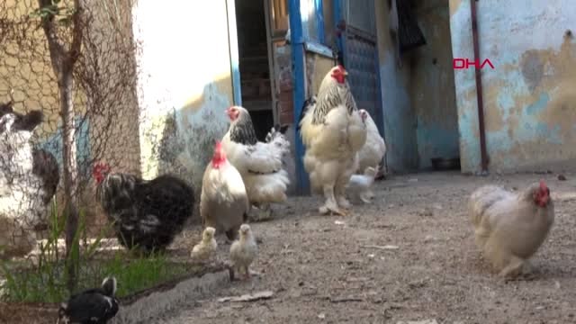 Aydın Süs Tavuğu ve Horozu Merakı Gelir Kapısı Oldu