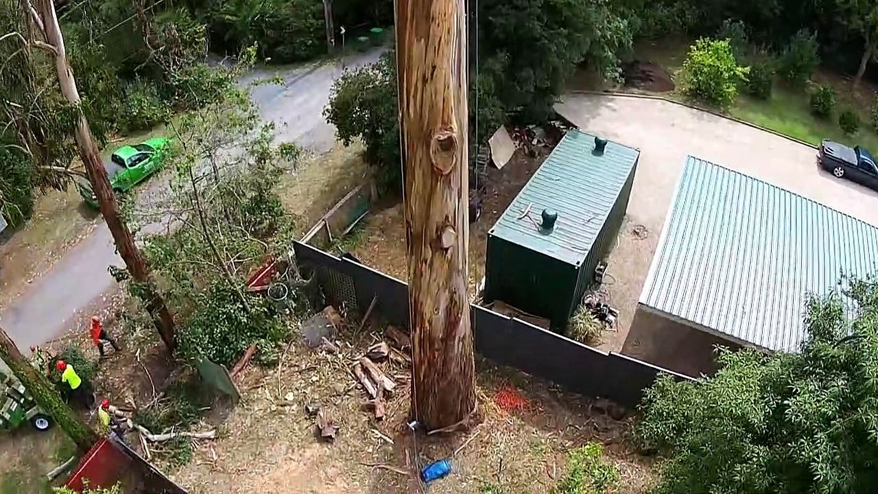 Cutting a 40m tall tree (adventure+skill)