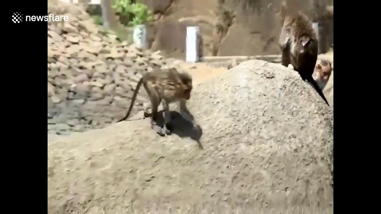Wild monkeys go for a swim to stay cool in the summer heat