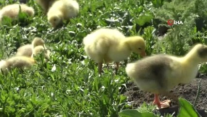 Kars'ta Kaz Yavruları Meraya Çıktı