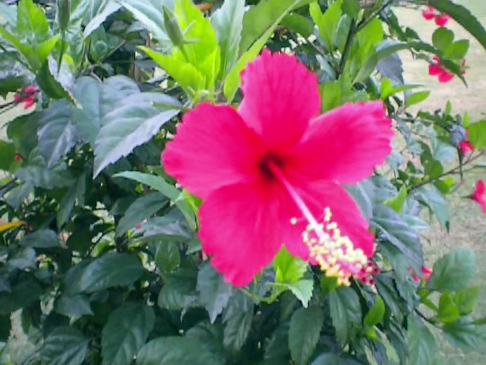 LATE APRIL FLOWER