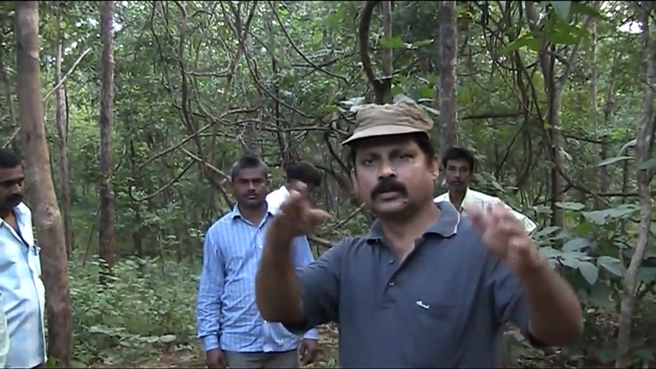 release of  bear in jungle