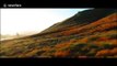Stunning drone footage flies over California hills wildflower superbloom