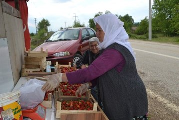 Bursa Çileği'nde İlk Hasat Başladı