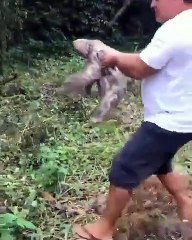 n paresseux au milieu de la route remercie l’homme qui l’a remis dans un arbre