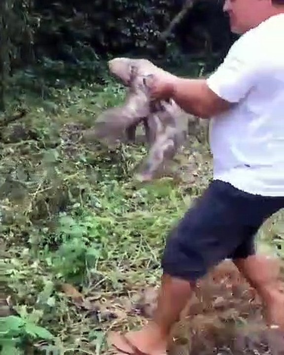 n paresseux au milieu de la route remercie l’homme qui l’a remis dans un arbre