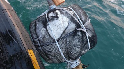 배 안전은 뒷전...어망에 선박자동식별장치(AIS) 달아 / YTN