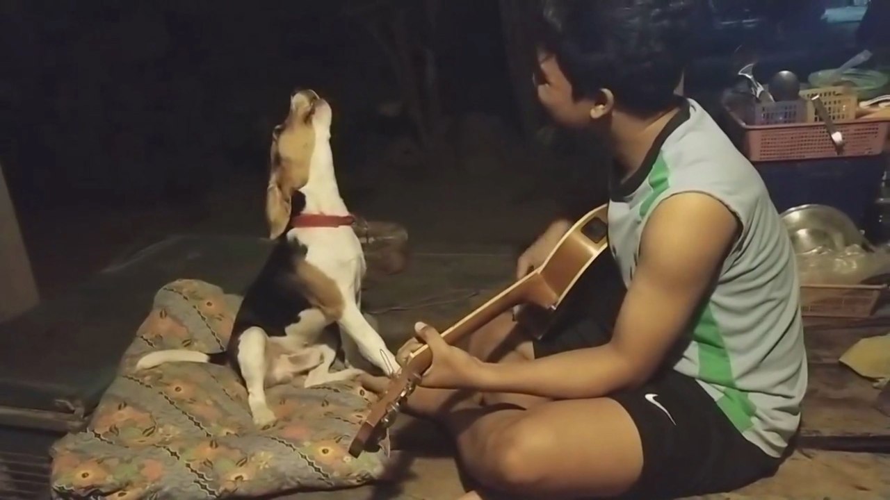 Beagle ‘sings’ along as his Thai owner plays gu...
