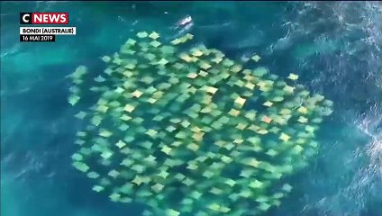 Un spectaculaire banc de raies mourines au large de l'Australie
